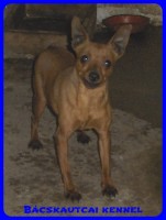 Picuri