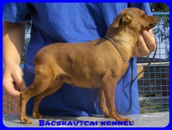 Bcskautcai Juci