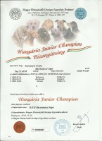 Bcskautcai Jg Hungria Junior Champion