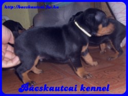 Bcskautcai Jg