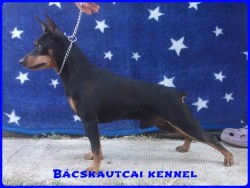 Bcskautcai Jg