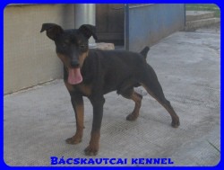 Bcskautcai Jg
