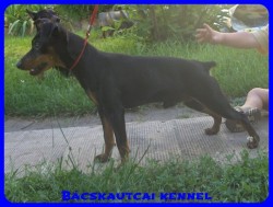 Bcskautcai Jg