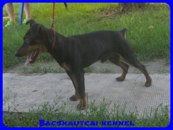 Bcskautcai Jg