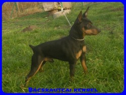 Bcskautcai Jg