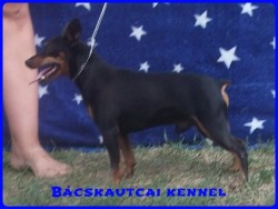 Bcskautcai Jg