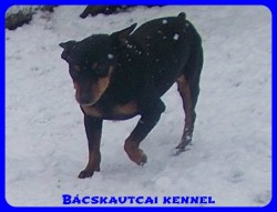 Bcskautcai Jg