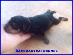 Bcskautcai Jtkos Csipet