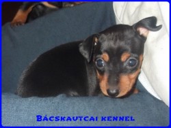 Bcskautcai Jtkos Csipet