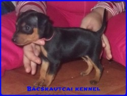 Bcskautcai Jtkos Csipet