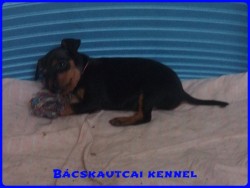 Bcskautcai Jtkos Csipet