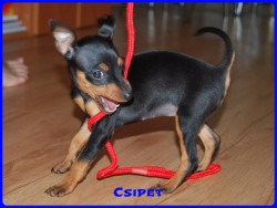 Bcskautcai Jtkos Csipet