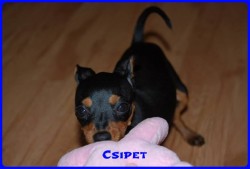 Bcskautcai Jtkos Csipet