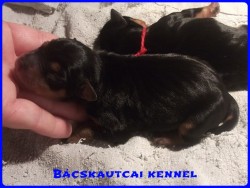 Bcskautcai Junior