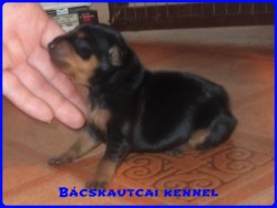 Bcskautcai Junior