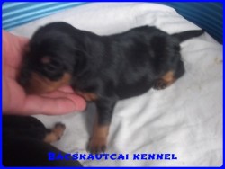 Bcskautcai Junior