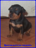Bcskautcai Junior