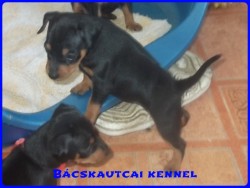 Bcskautcai Junior