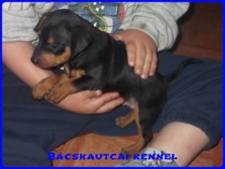 Bcskautcai Junior