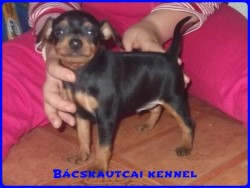 Bcskautcai Junior