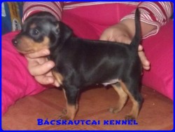 Bcskautcai Junior