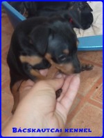 Bcskautcai Junior