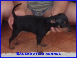 Bcskautcai Junior
