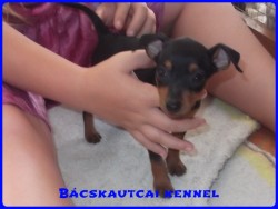 Bcskautcai Junior
