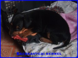 Bcskautcai Junior