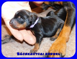 Bcskautcai Janie