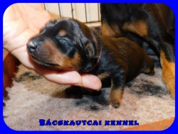 Bcskautcai Janie