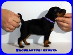 Bcskautcai Janie