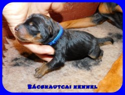 Bcskautcai Jtkos Laca