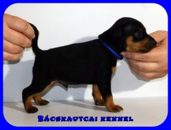 Bcskautcai Jtkos Laca