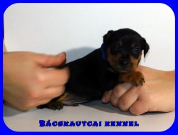 Bcskautcai Jtkos Laca