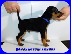 Bcskautcai Jtkos Laca