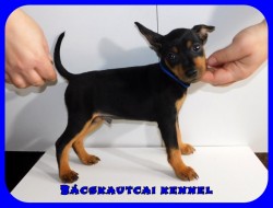 Bcskautcai Jtkos Laca