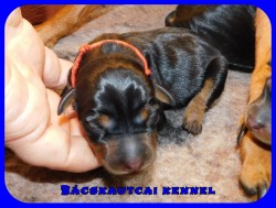 Bcskautcai Jtkos Liza