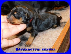 Bcskautcai Jtkos Liza