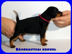 Bcskautcai Jtkos Liza