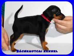 Bcskautcai Jtkos Liza