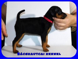 Bcskautcai Jtkos Liza