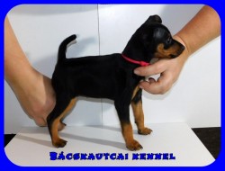 Bcskautcai Jtkos Liza