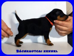 Bcskautcai Jenna