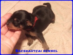 Bcskautcai Katara