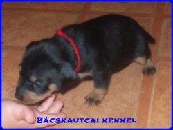 Bcskautcai Katara