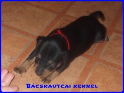 Bcskautcai Katara