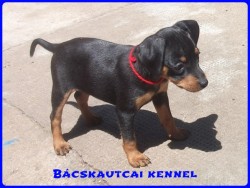 Bcskautcai Katara