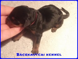 Bcskautcai Keni