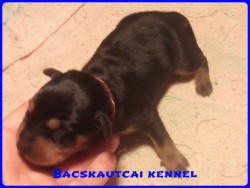 Bcskautcai Keni
